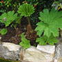 Gunnera_manicata