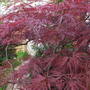 Acer Palmatum 'Red Dragon' (Acer Palmatum 'Red Dragon')