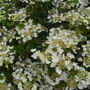 Viburnum Tomentosum 'Mariesii.' (Viburnum Plicatum Tomentosum 'Mariesii.')