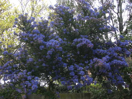 Ceanothus 'Impressus' (Ceanothus impressus)