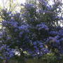 Ceanothus impressus