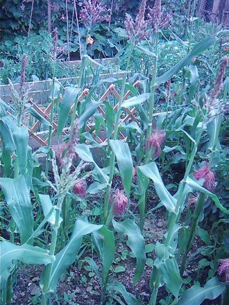 Sweetcorn (Z. rugosa)