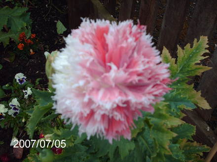 poppy 