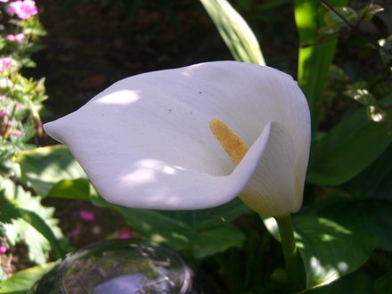Cala Lily (zantedeschia childsiana)