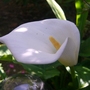 Cala Lily (zantedeschia childsiana)