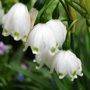 Leucojum vernum