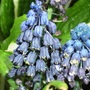 muscari