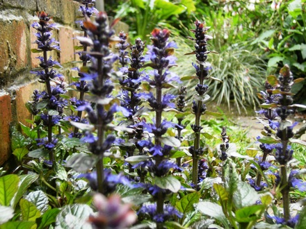 Ajuga (Ajuga reptans 'Atropurpurea)