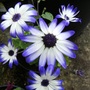 Senecio