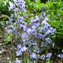 Blue bells