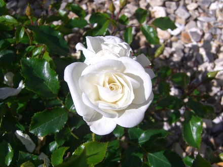 White rose