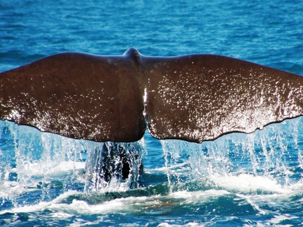 sperm whale