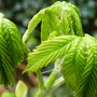 Copy_of_garden_011