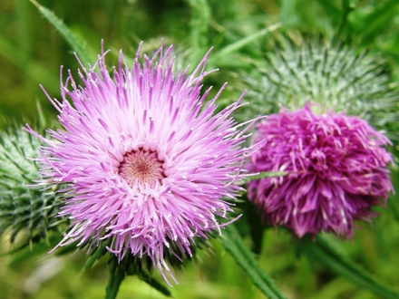 A garden flower photo