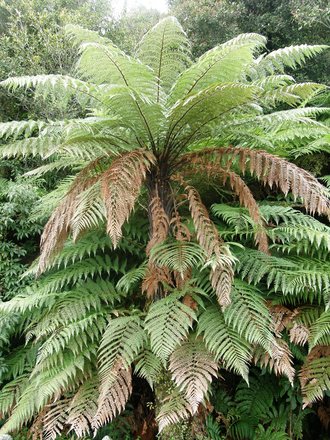 tree fern- new zealand (Dicksonia antarctica (Soft tree fern))