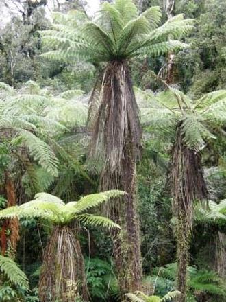 tree ferns -new zealand (Dicksonia antarctica (Soft tree fern))