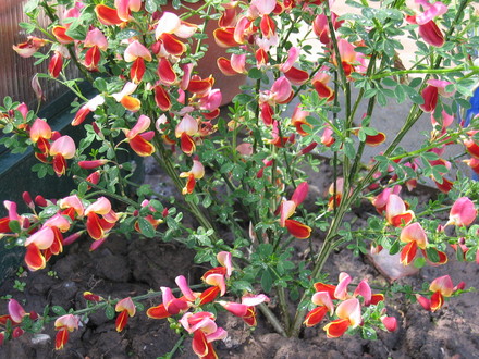 Cytisus
