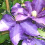 Garden_jul_07_005
