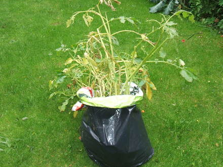 Pots grown in a compost bag