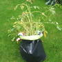 Pots grown in a compost bag