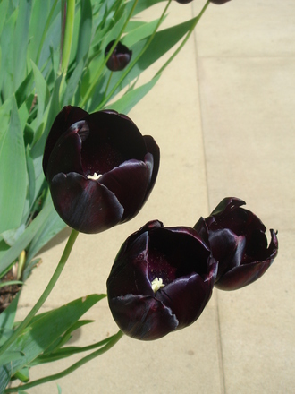Black Tulip 'Queen of the Night'- April 2008