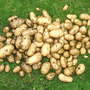 Garden_jul_07_021