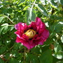  Paeonia Rockii var.