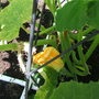 Climbing Courgette