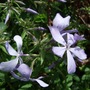 Phlox_divaricata