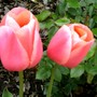 Large pink tulips (Tulipa cottage menton)