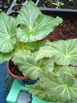 Non Stop Begonia 