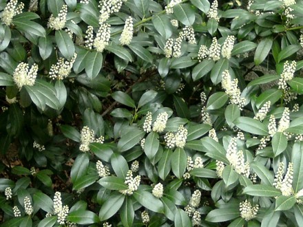 Laurel