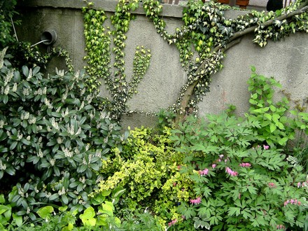 Shady bed below terrace