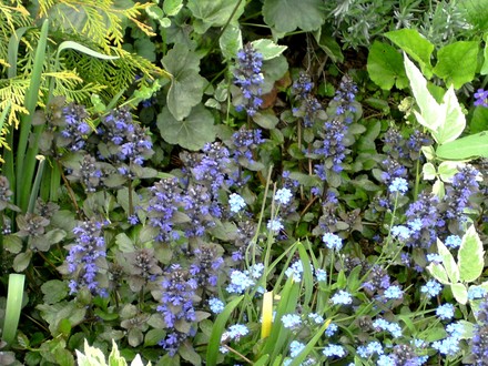 Ajuga Reptans in flower (Ajuga reptans (Bugle))