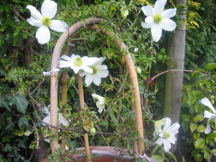 A garden flower photo