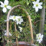 A garden flower photo