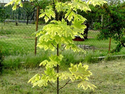 Acer platanoides (Acer platanoides (Norway maple))