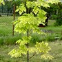 Acer platanoides