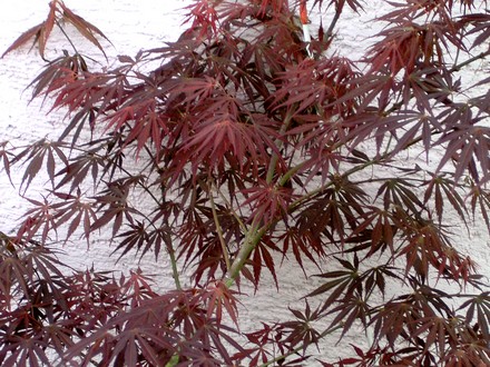Japanese Maple