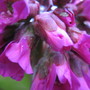 Bergenia