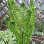 Cinnamomea--forest_fern