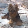 Wrigley on flagstones
