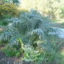 Cardoon