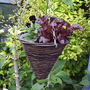 Witchatplanter28
