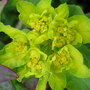 Euphorbia polychroma