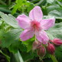 Geranium x cantabrigiense