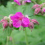 Geranium_can