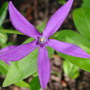 Vinca_major