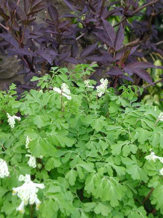 Sambucus nigra 'Black Beauty' with Corydalis ochraleuca