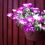 Livingstone Daisy (Mesembryanthemum crystallinum (Buzotu))